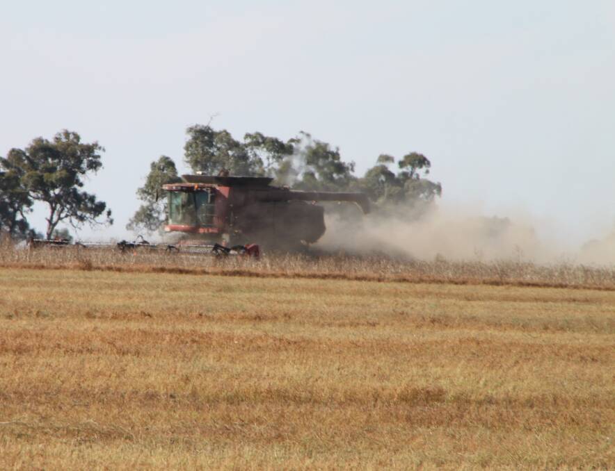 Farmers need to be careful to avoid fires when harvesting lentil crops.