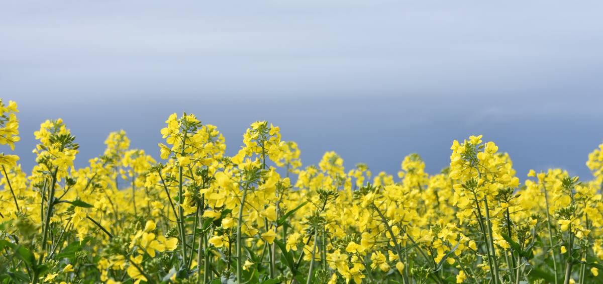 The canola industry is hoping to emerge from a turbulent period this year. 