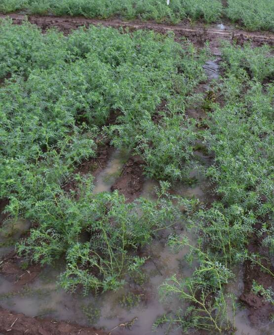 Chickpea maturation is delayed, meaning buyers are anxious to get their hands on new crop supplies, which are only available out of Central Queensland at present.