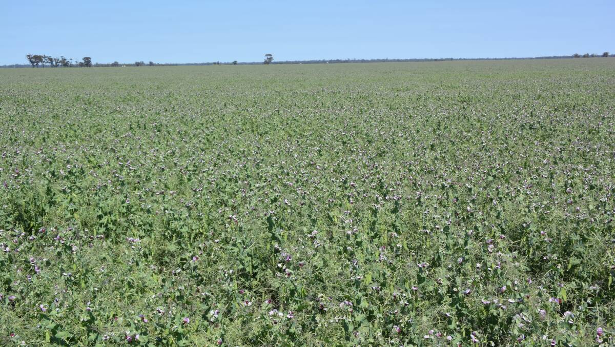 Australian field peas will likely end up in stockfeed rations this year with the introduction of high tariffs for imports into India, the largest human consumption market for the product.