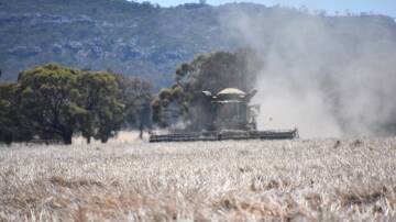 Even weather damaged old crop is likely to find a home easily given increased domestic demand. Photo by Gregor Heard.