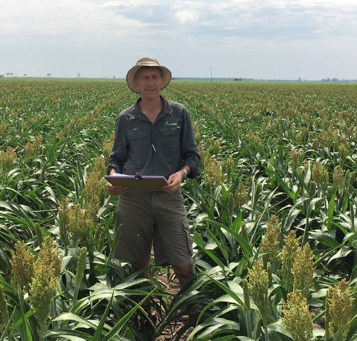 Neil Weier, Nuseed sales manager, is excited by his company's first two grain sorghum  varieties.