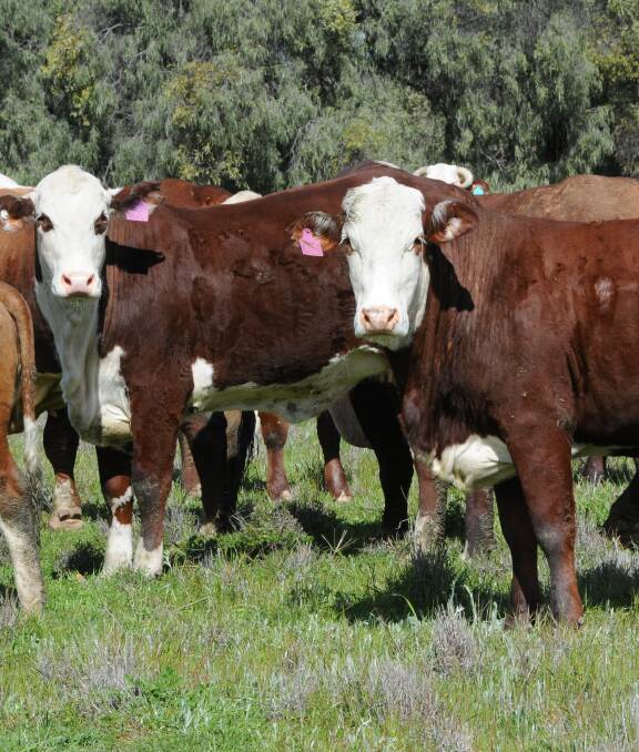 Higher growth animals in a self-replacing herd can pay if a cap is placed on mature cow size. The current high prices for beef also make larger cows more profitable.