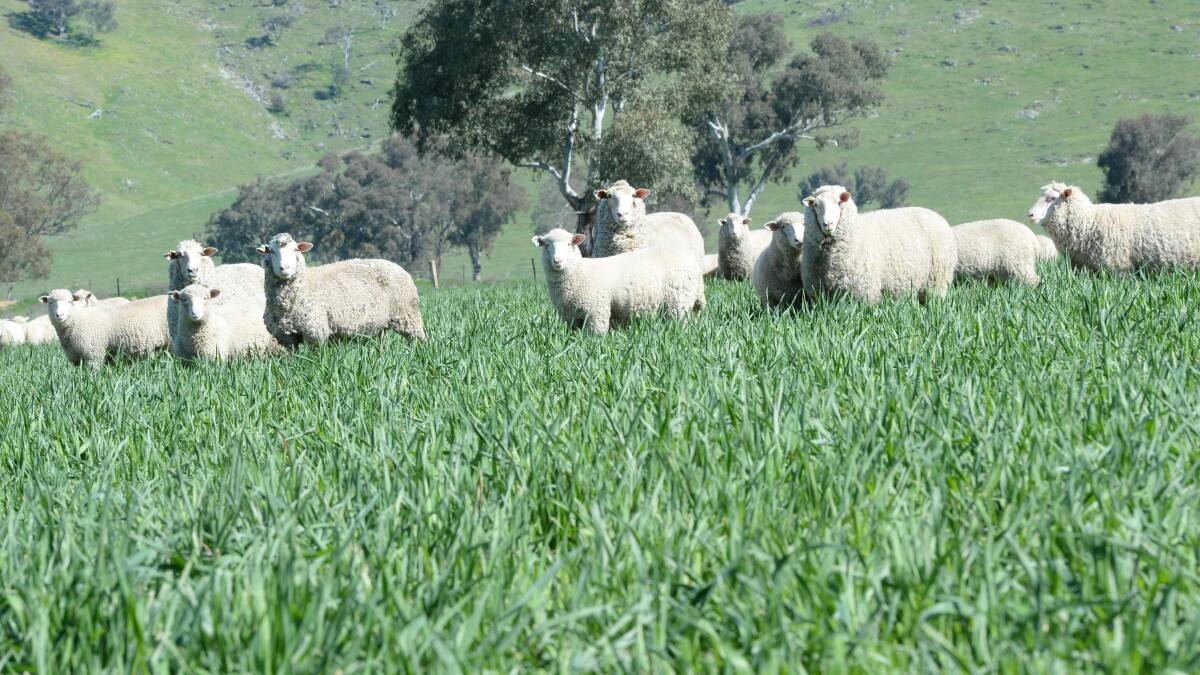 Plenty of opportunity exists for Australian lamb exports, however the MLA's Ben Thomas says to take full advantage of these markets we must grow our flock size.