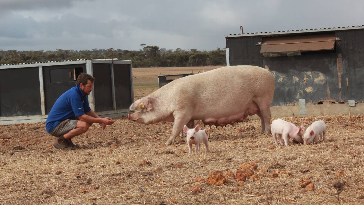 Free-range piggery operator, Colin Ford, runs an 800-sow operation west of Cranbrook in Western Australia. He says running a contract breeding operation has a lot of positives.