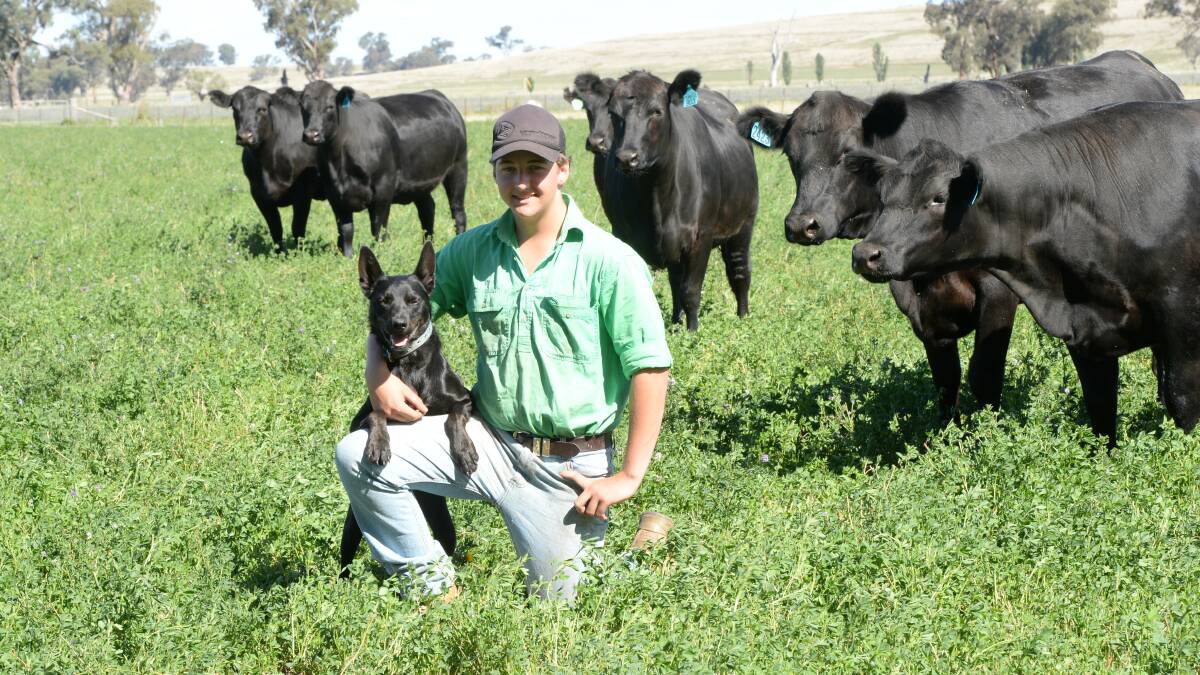 A 'successful' photo with all eyes on the camera; Tom Young (Year 10), "Dalyup", Coonabarabran, and dog, Jet, with 15 head of Angus heifers and steers grazing lucerne.