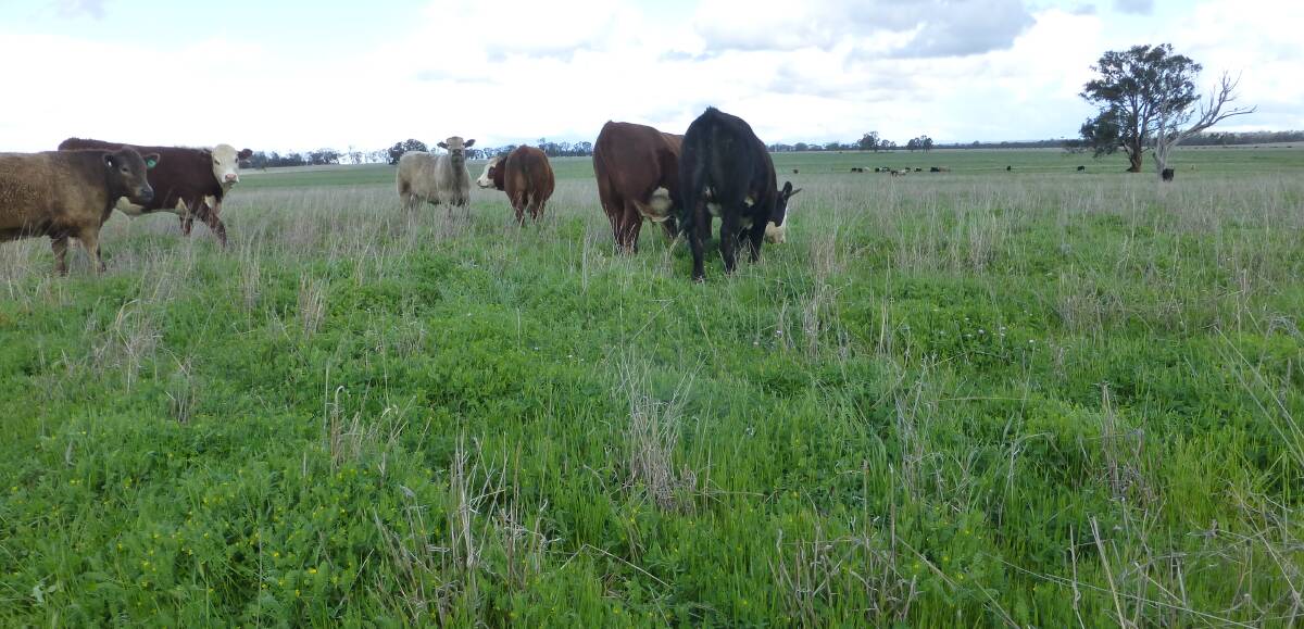 Outstanding legumes in a tropical grass pasture which was the result of careful planning.