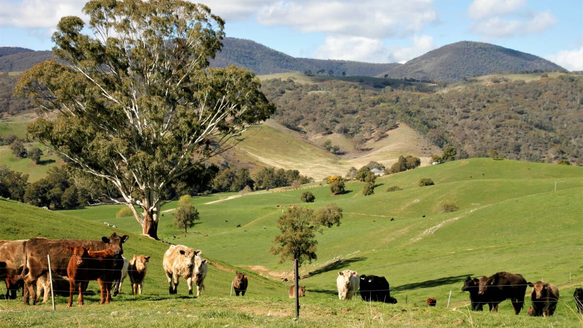 Grazing with scenery in Goodradigbee country