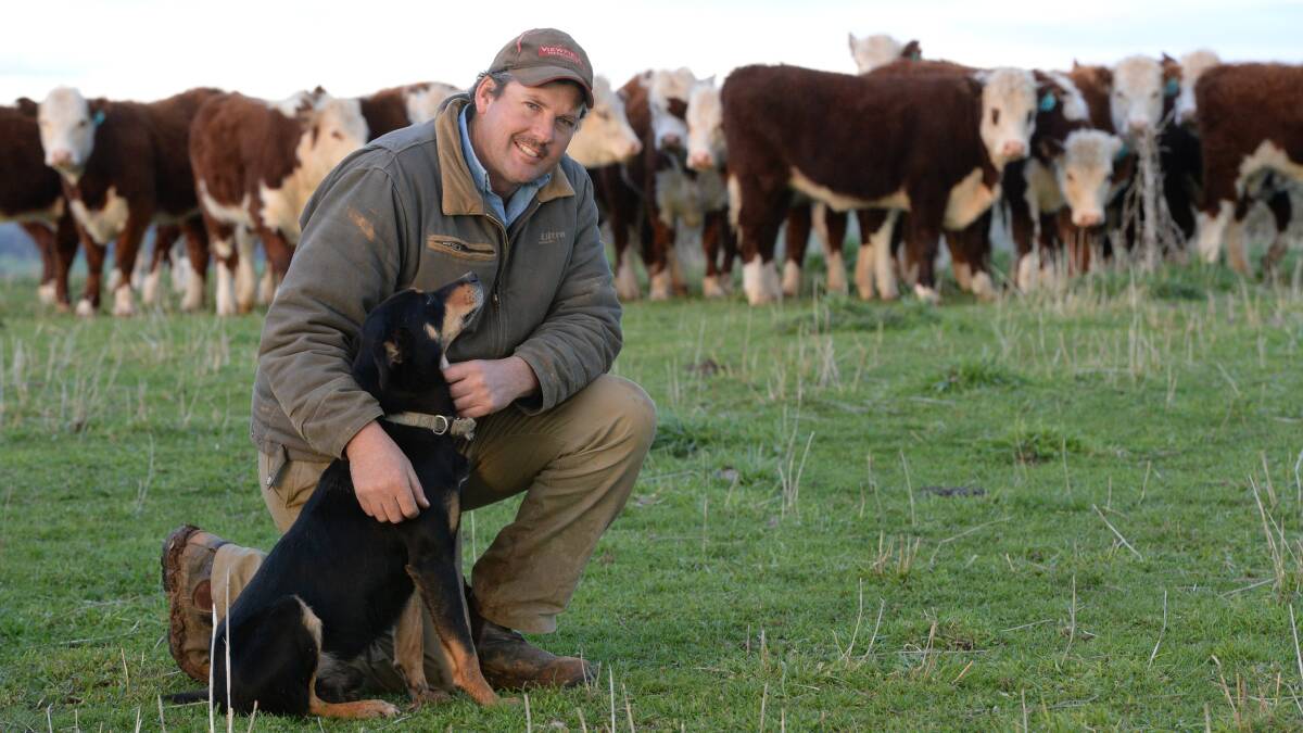 "Cumberoona" manager, Ken McCallum, with a group of the operation's yearling Hereford heifers and his dog, Drew.