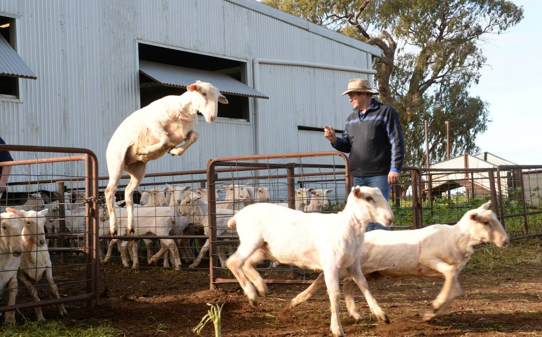 Tony Quigley counts out freshly-shorn Border Leicester/Merino lambs at "Muntham", Trangie, yesterday morning. He is also pictured on our cover.