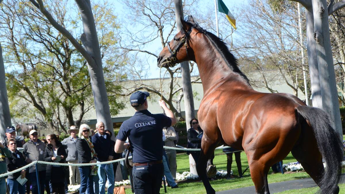 US cult racing hero, American Pharoah (with handler Nathaniel Fredericks), shows his power at Coolmore Stud, Jerrys Plains. Photos by Virginia Harvey.
