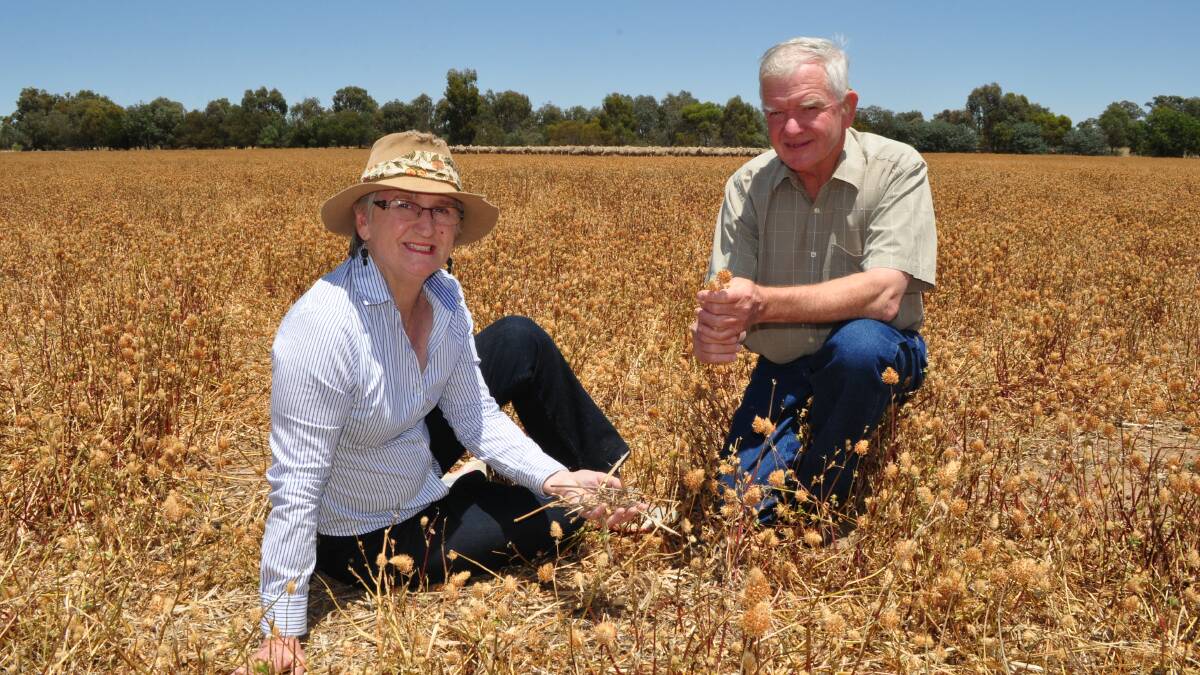 Alison and Peter Campbell in 2012 with a clover cover crop among wheat stubble being grazed by Merino ewes.