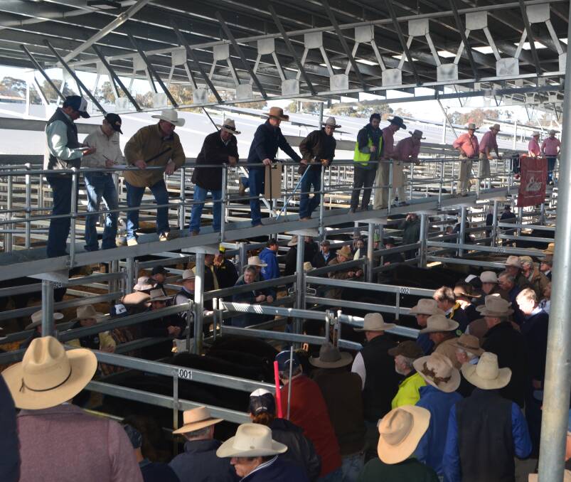 Selling in action during the first sale at the South Eastern Livestock Exchange, Yass.