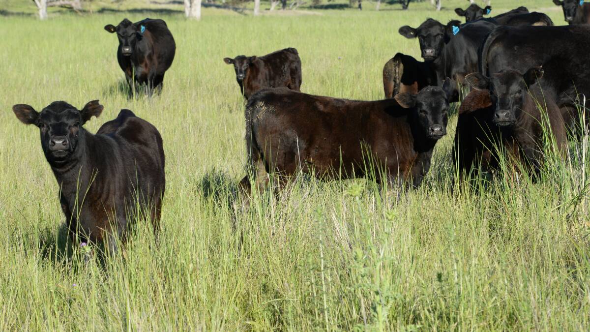 The NSW Department of Primary Industries is seeking feedback for a new grazing app.