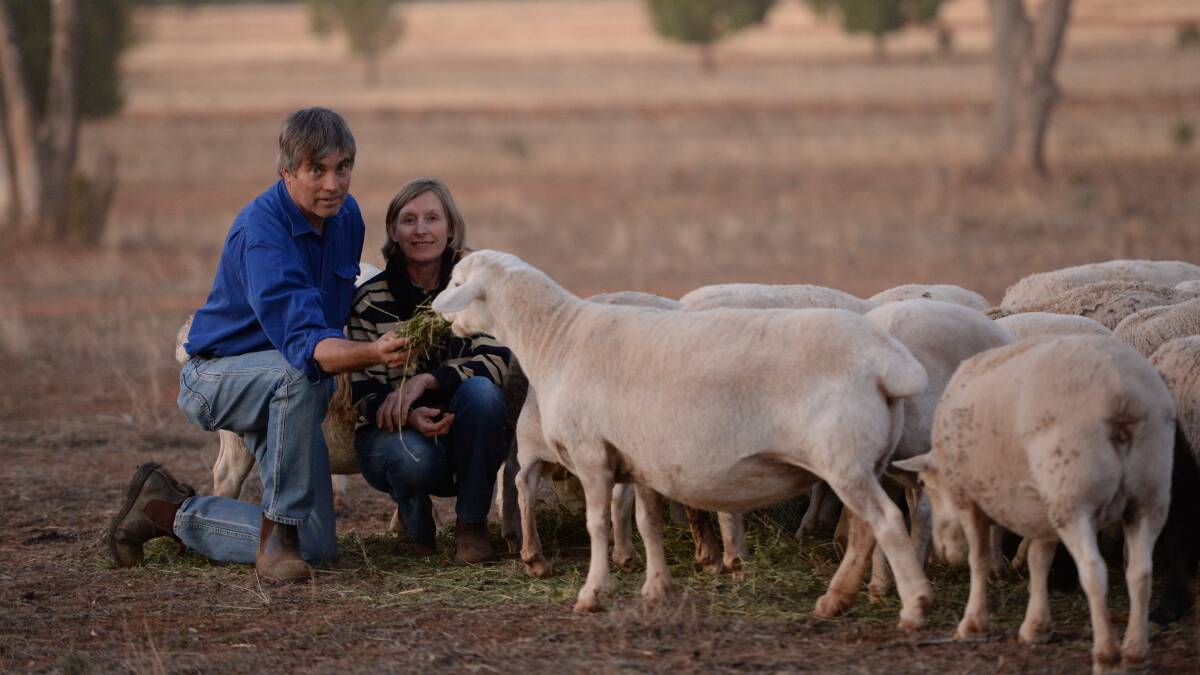 John and Ann Crossing, "Glenace", Cobar, check their mixed-age Dorper ewes. The couple are investigating ways to sell direct to the consumer but in the meantime are  enjoying the low fuss nature of their Dorper sheep.