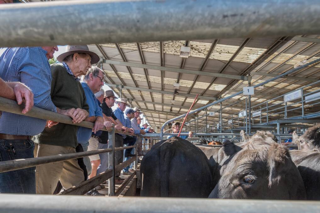 RESTRICTIONS EASED: Victorian saleyards will make their own decisions, on how they operate, as coronavirus restrictions are eased.
