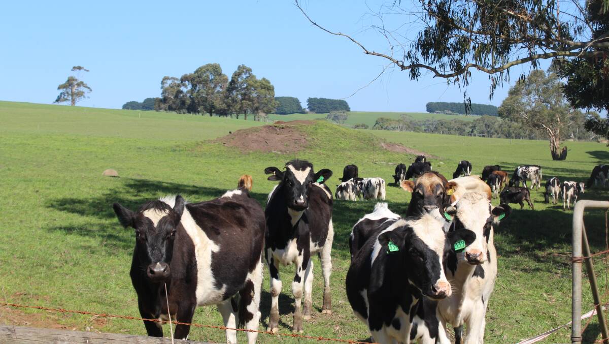 DAIRY DEAL: Stockbroker Bell Potter Securities has agreed to underwrite loyalty options offered by the country's first ASX listed dairy farm, Australian Dairy Farms Group. Photo: Andrew Miller.