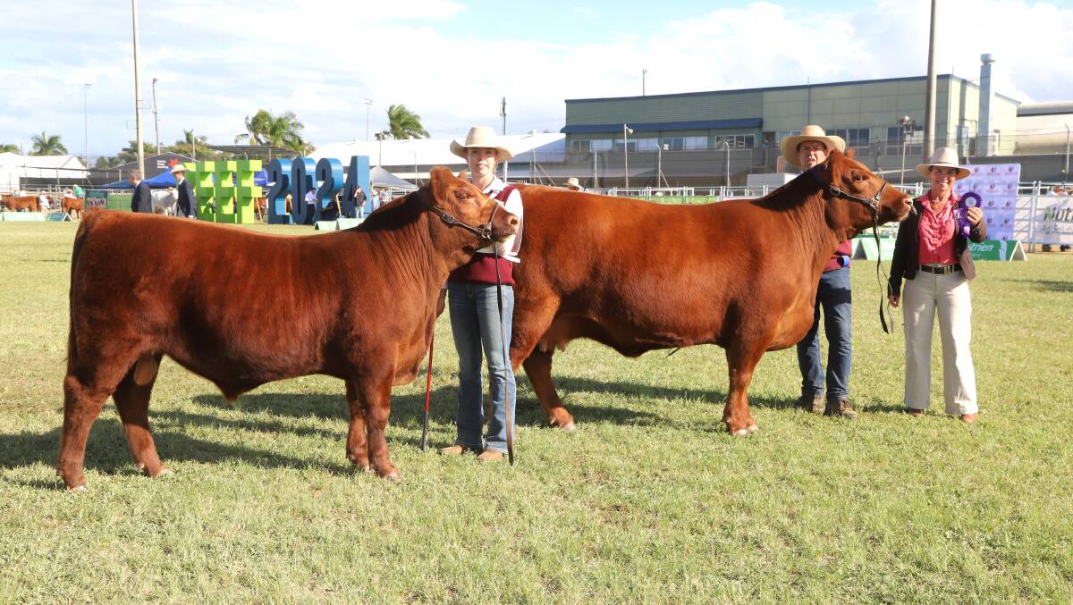 Grand champion Red Angus female Moorwatha S46, plus her calf, held by Taylah and David Hobbs, Molong NSW, with judge Erica Halliday. Picture: Sally Gall