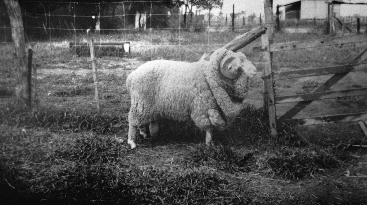 A stud ram from Terrick Terrick at Blackall, taken in 1940. Picture - State Library of Queensland.