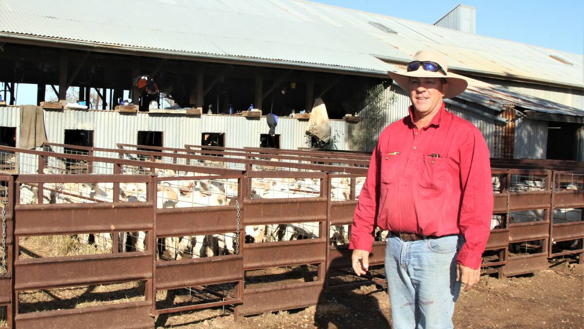Will Chandler had plenty going on at his annual shearing at Oma Station, south of Isisford. Picture - Sally Gall.