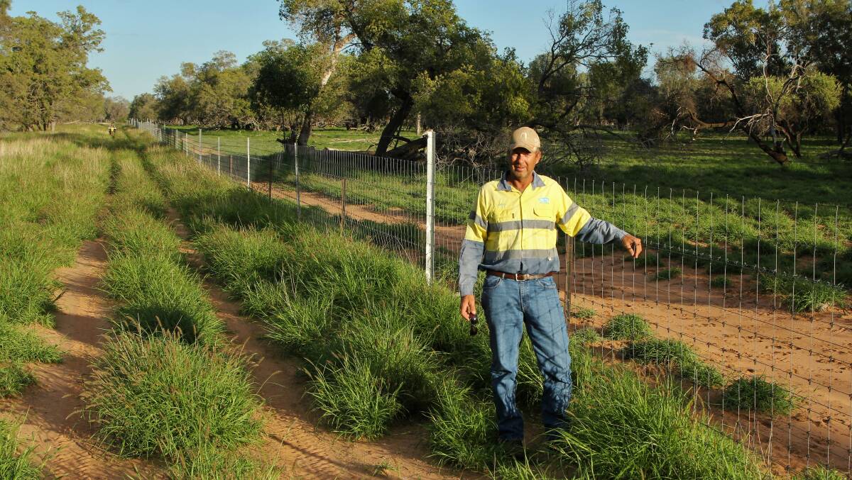 Regrowth: Patrolling the exclusion fence in sandy country after rain is a consuming job for Angus MacDonald, Moorfield, Blackall. Pictures: Sally Cripps.