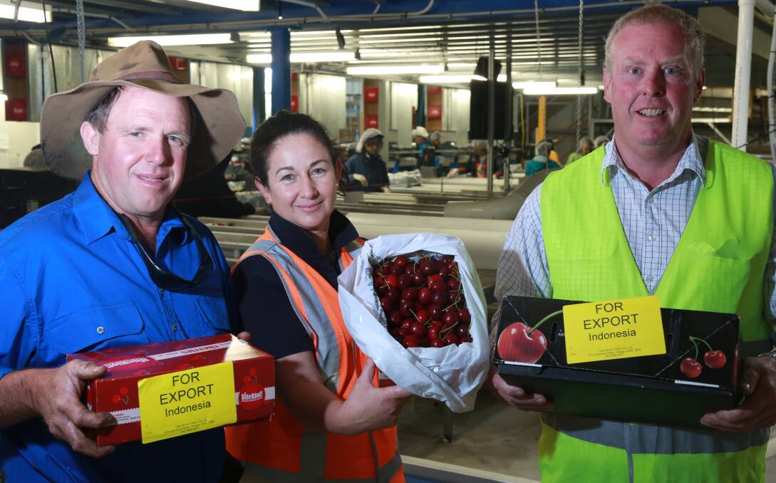 RED GOLD: Orchadists Ian Pearce and Fiona Hall with NSW Farmers' Bruce Reynolds holding cherries bound for Asia. Photo: PHIL BLATCH