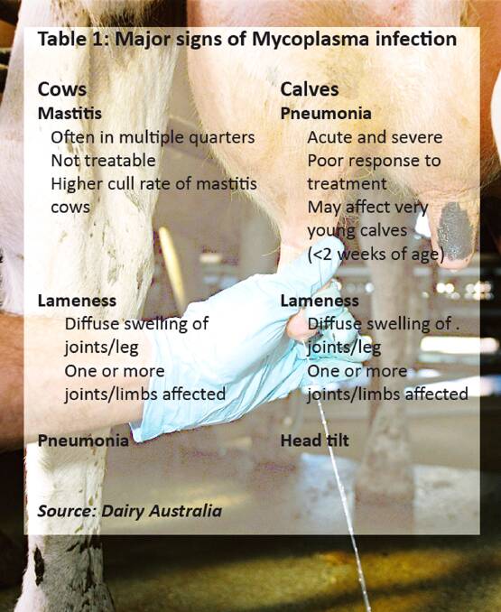 Know the signs: Mycoplasma bovis can be the infection behind a number of diseases in both cows and calves, particularly those that fail to respond to treatment.