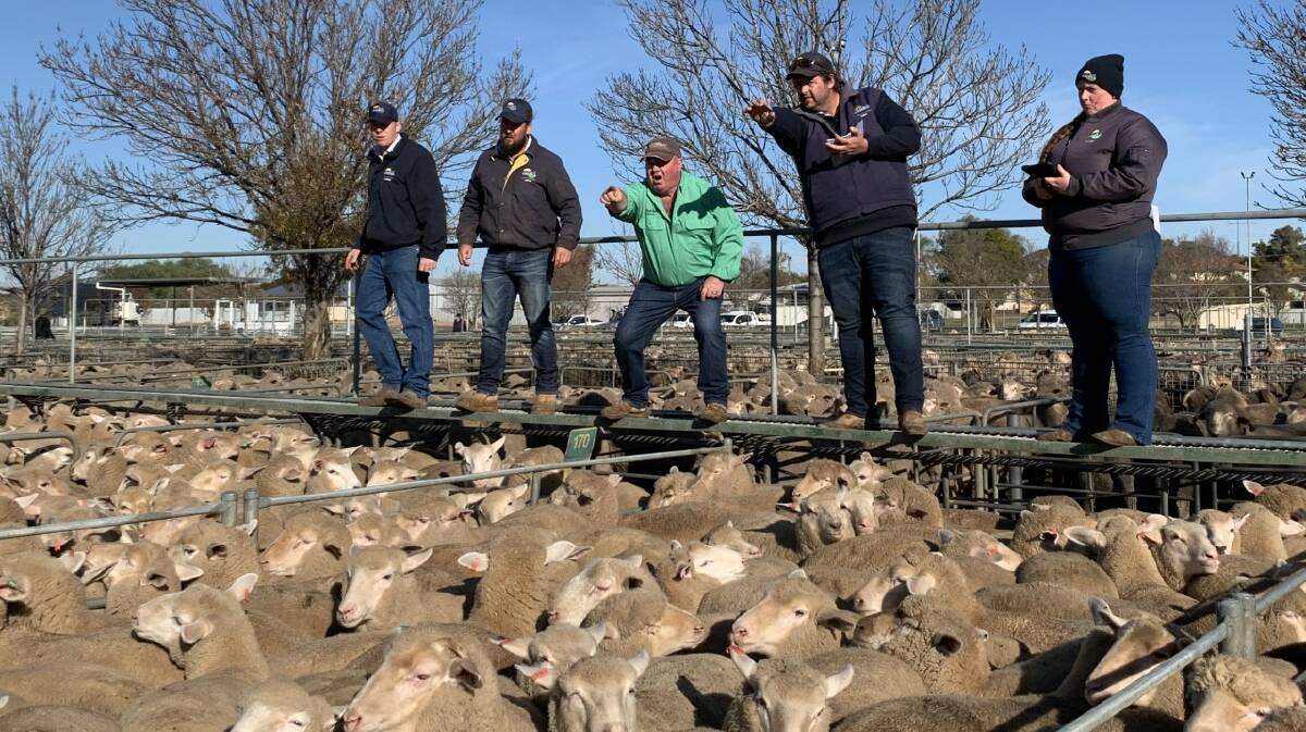 Ouyen, Vic, has yarded nearly 10,000 lambs and mutton weekly, with prices firming week-on-week.