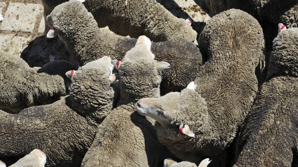 Calls for Sheep Health Statements use