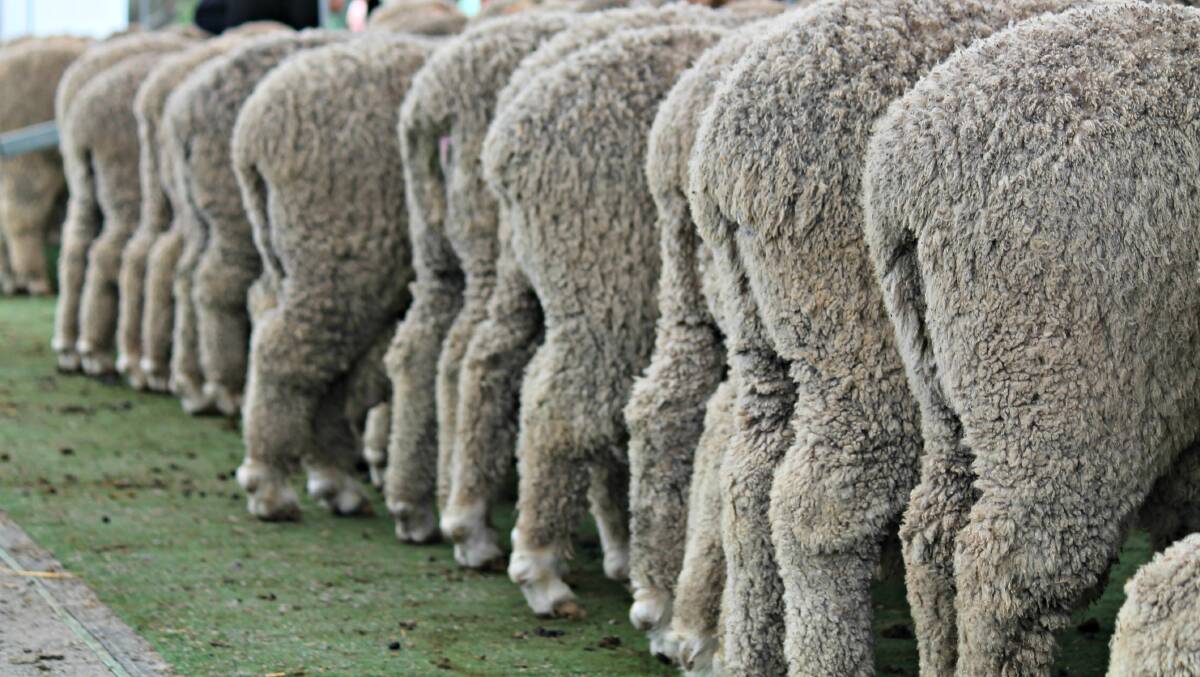 The Responsible Wool Standard second draft has banned mulesing despite opposition from Australian woolgrowers.  