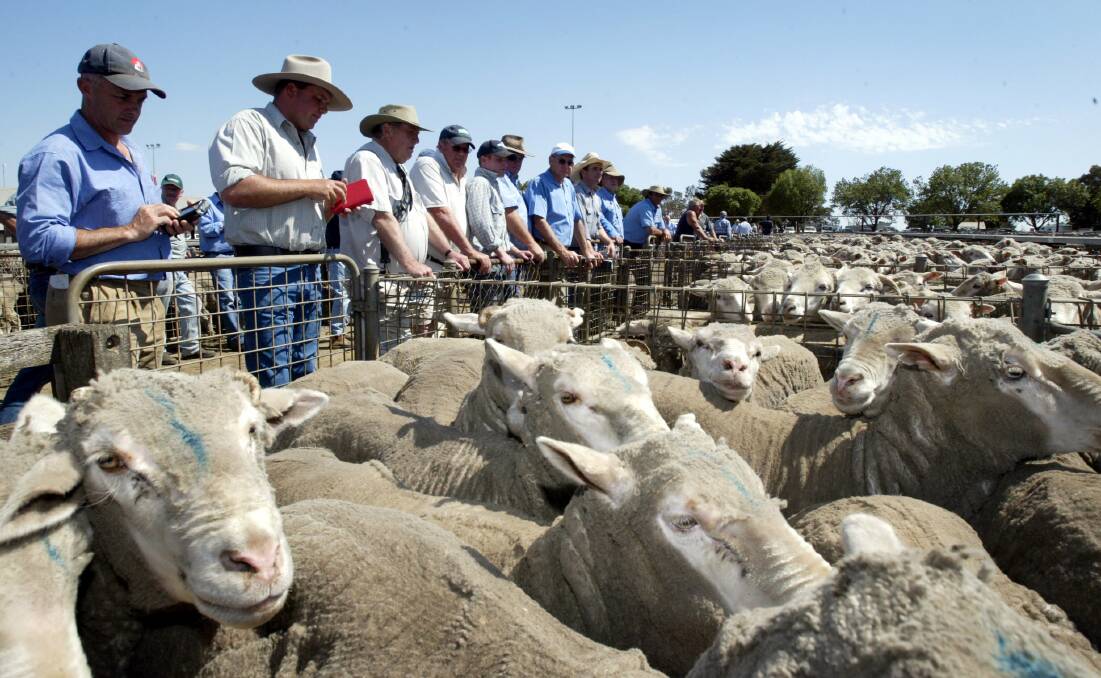Flying high: Prices for mutton sheep at Hamilton have been very buoyant in recent months with ewes fetching up to $170 on Wednesday. 