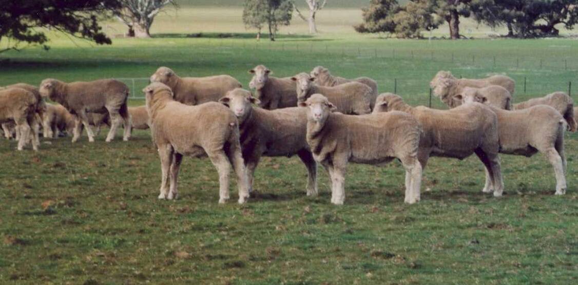 Merino wether lambs with South Africa genetics influence