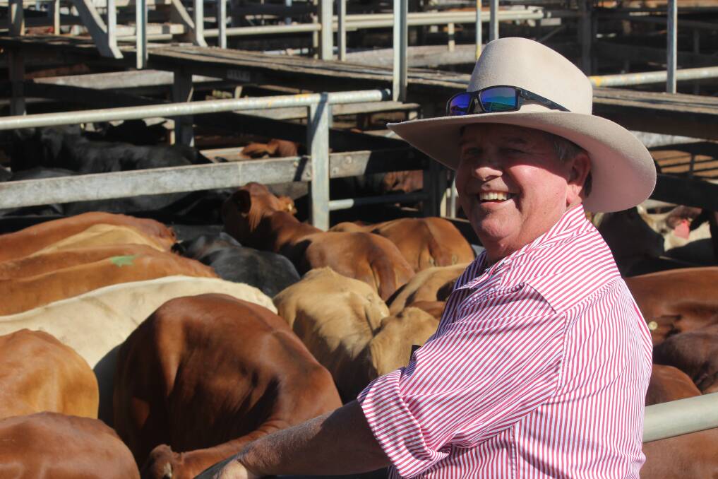 Daggy (pictured) and Puddy Chandler sold 51 Droughtmaster cross steers for an average of 424c/kg at 294kg to return $1246/head at the Roma Store Sale today. 