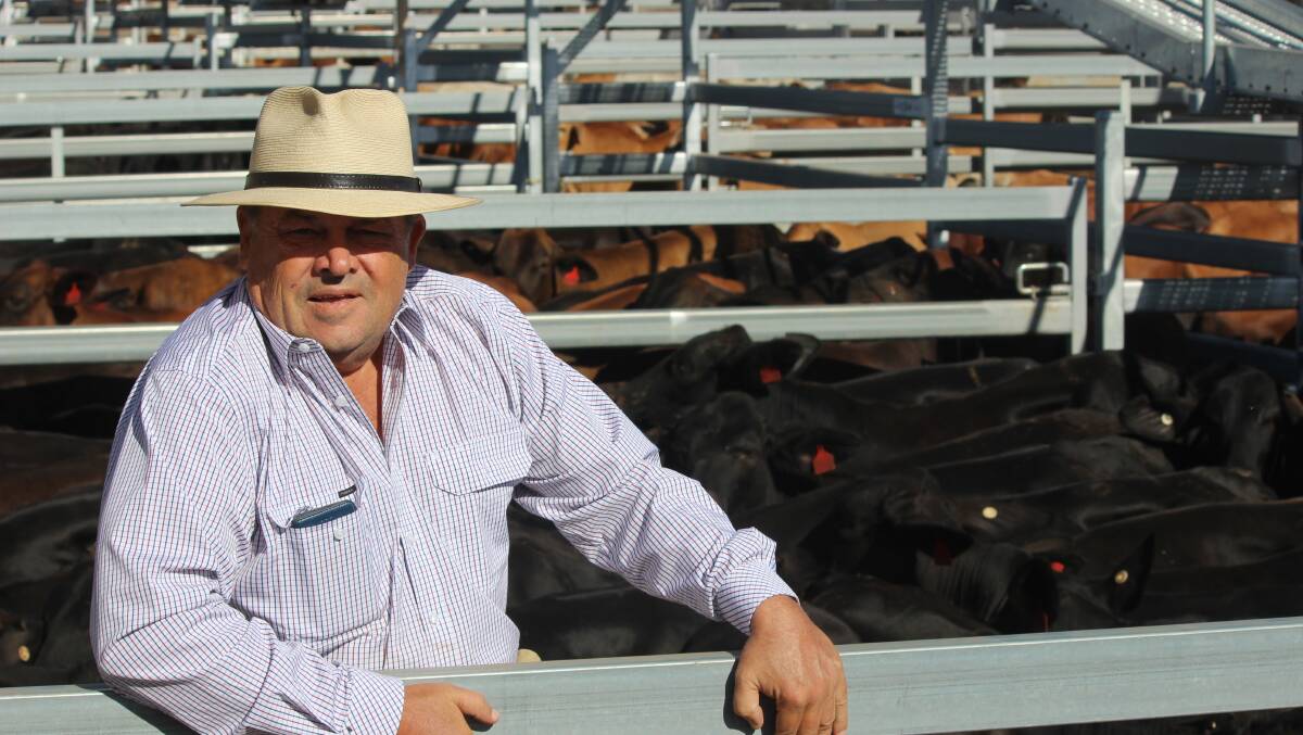 Col Archer, Wanora, Winton, offloaded 518 Brangus cross and Brahman cross steers at Roma today. Averaging 286kg, the steers topped at 462c/kg to average 428c/kg to return $1222/head.