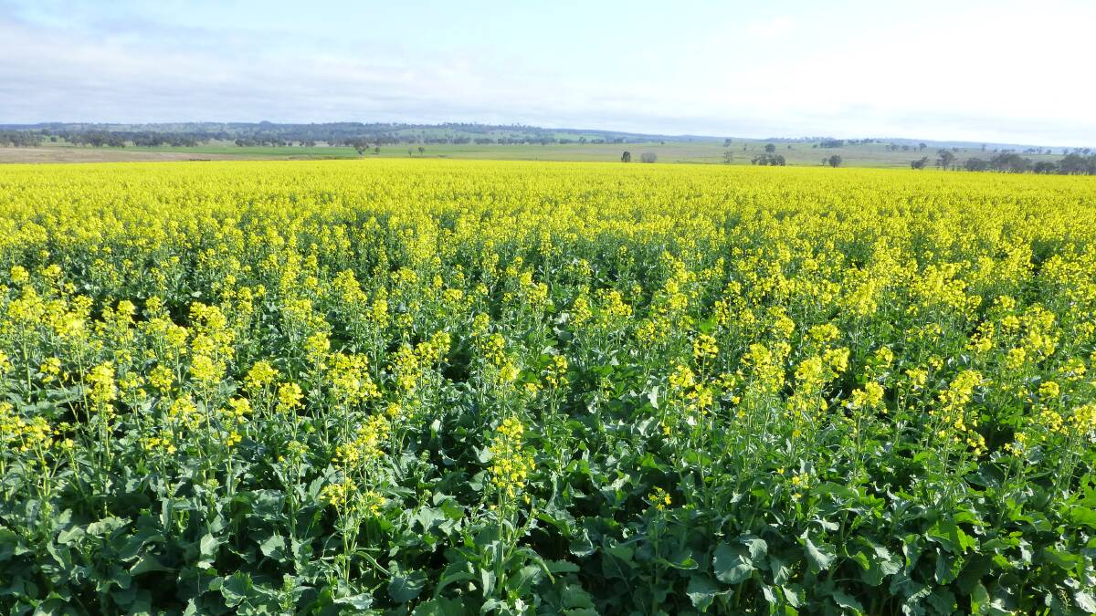 Early sowing of slower maturing canola or cereal crops, commonly results in deeper root systems and higher yield ability. 