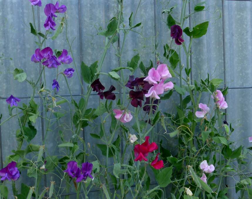 Sweet peas hybridise readily. A small selection should produce lots of interesting colours within a year or two.
