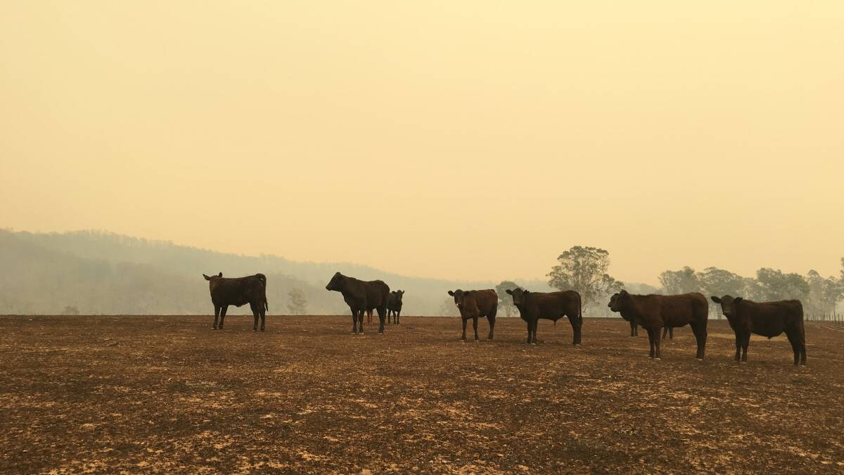 Cattle at Mungay Flat near Willawarrin. Photo by Sally Argue.