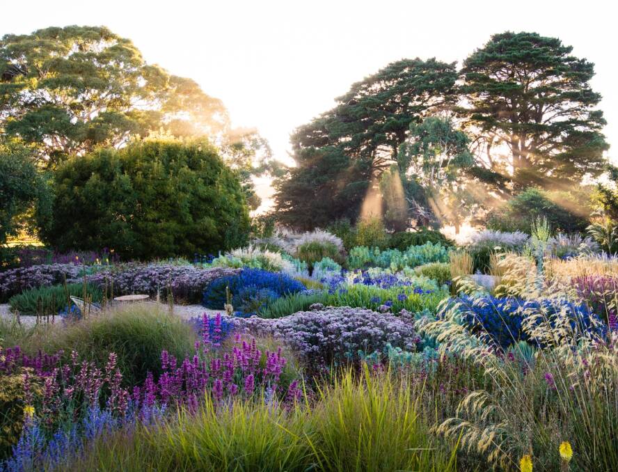 Sweeps of salvias and agastache combine with ornamental grass Stipa gigantea. Mount Macedon garden designed by Michael McCoy. Photo by Claire Takacs.