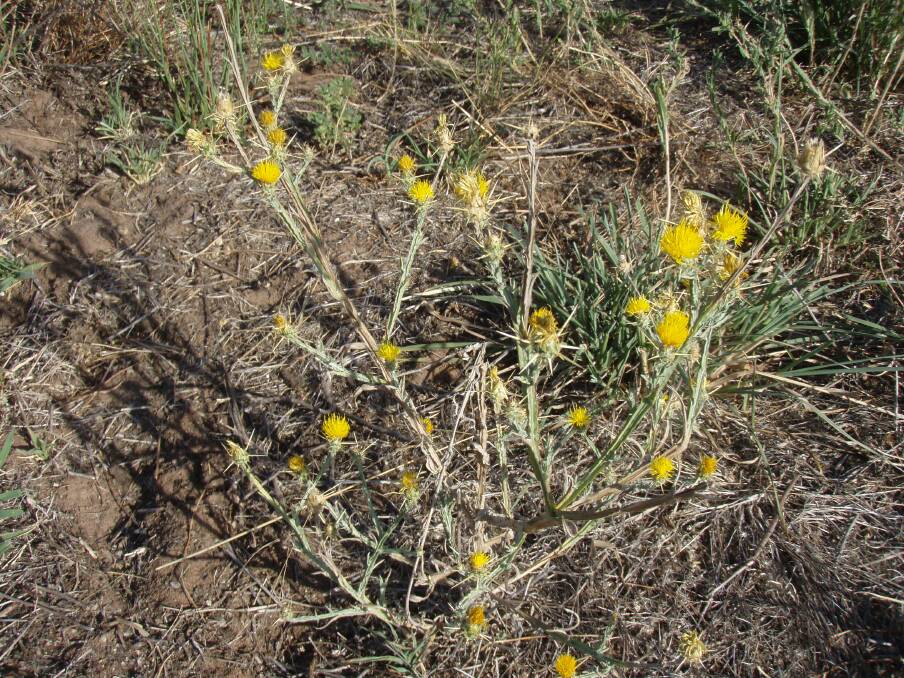 St Barnaby’s thistle found scattered through a perennial grass pasture. Many early weed infestations can be eliminated if identified before they get away and if prompt control programs are established.