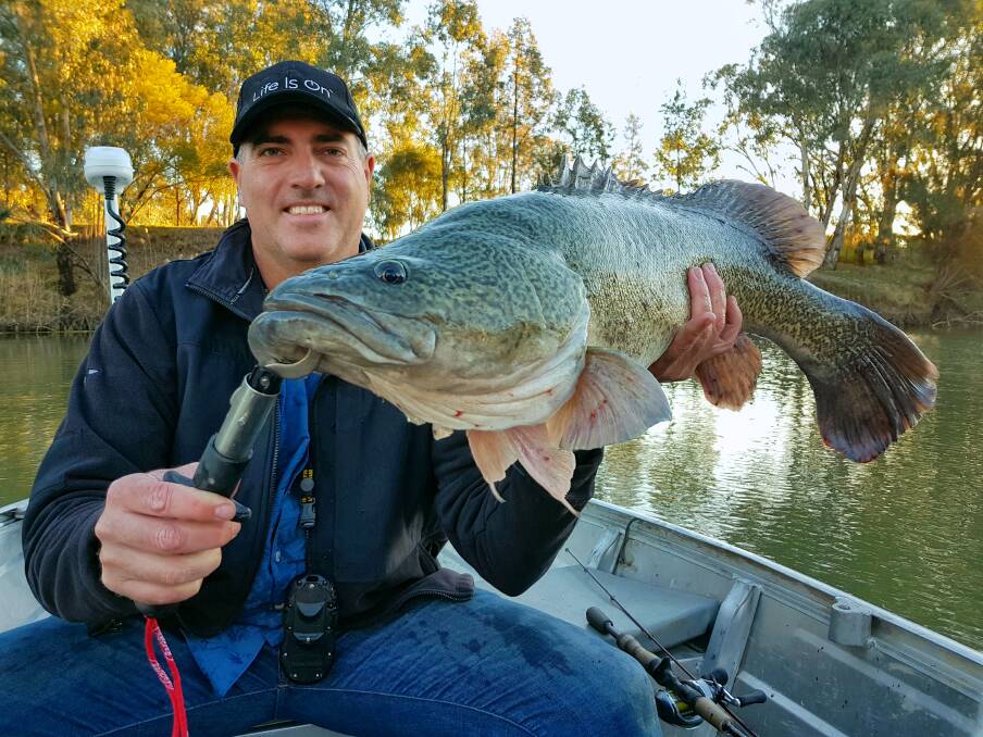 Jamie Condon of Narrabri with a nice local Speckled Fellow. Many meter plus Murray Cod have been caught and released this summer especially in the Riverina.