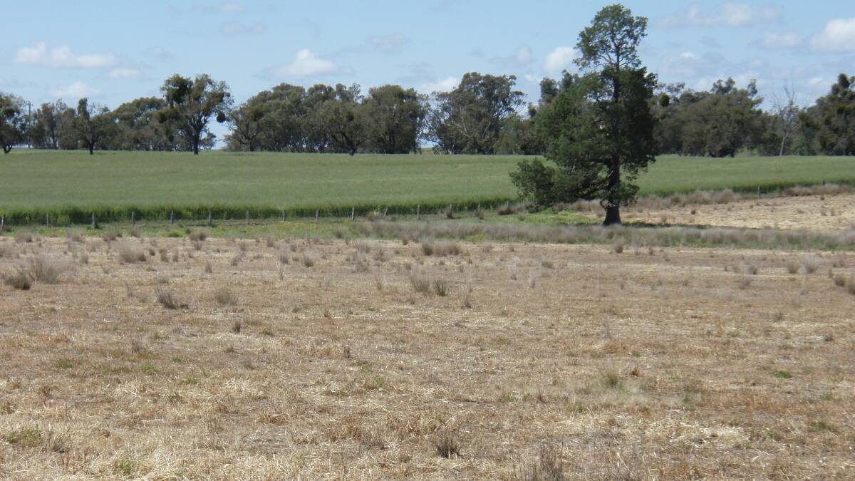 Early and all summer effective weed control in fallows, plus stubble of previous pasture cover, is an important aspect of efficient capture of moisture for the next crop. 

