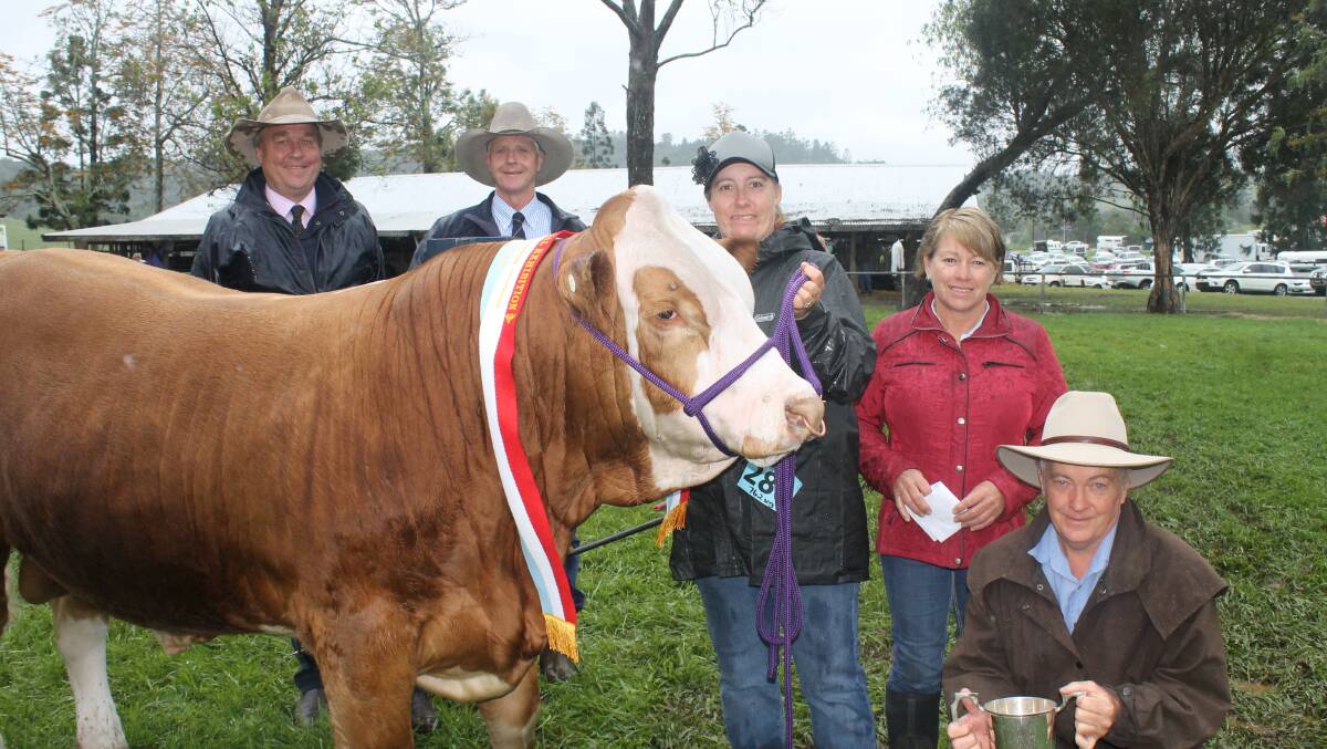 All-breeds supreme champion stud beef exhibit at the North Coast National Show, Coolibar Magnum.
