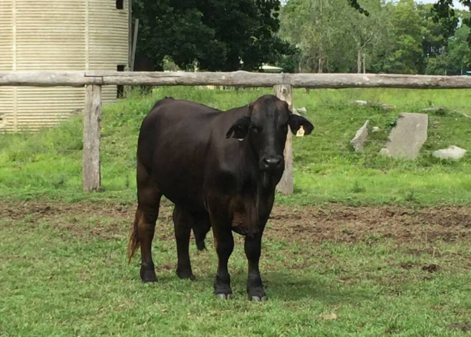 The charity bullock that will be auctioned by Kempsey Stock and Land.