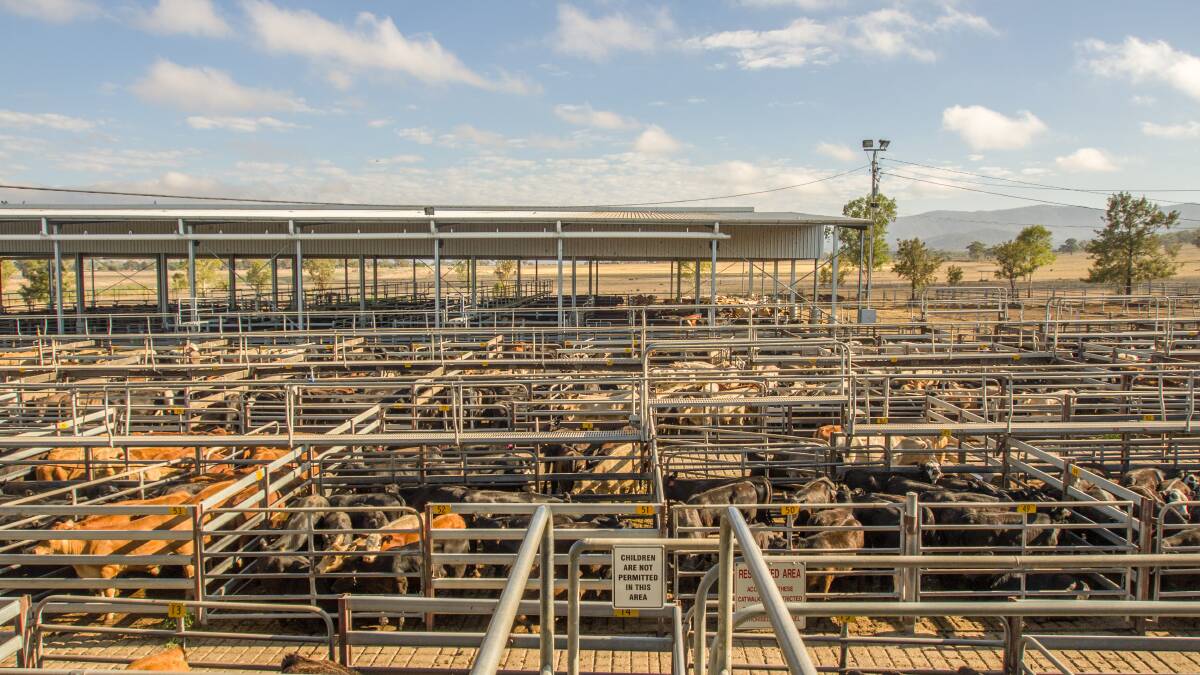 As land subdivision continues to break up farm size, smaller lines of stock will continue to be common, cementing the saleyard's place as an important selling venue.