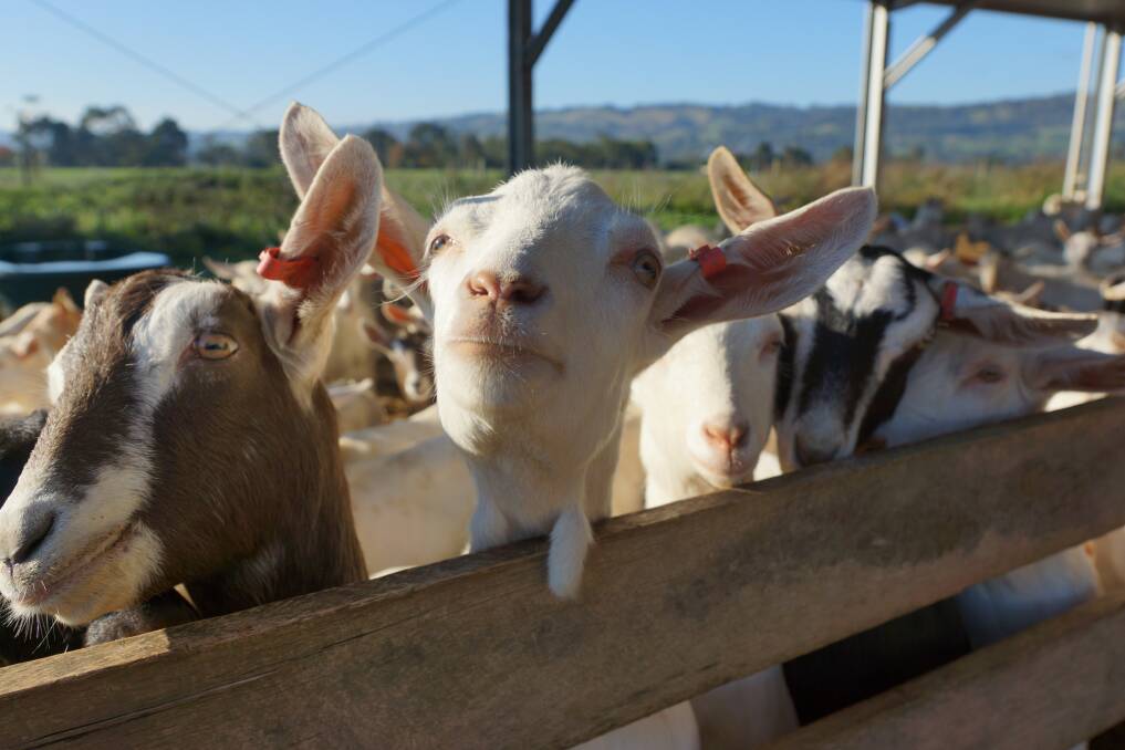 Bubs now has the largest goat herd in Australia, and is the country's only vertically integrated producer of infant goat milk formula.