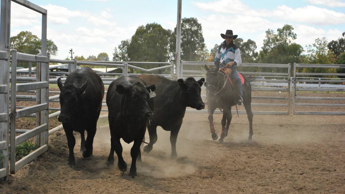 Col Mather selecting his cattle at the Horsemanship and Cattle Working Clinic at Warialda Showgrounds on the November 11 and 12. Photos by Caitlin Eather.