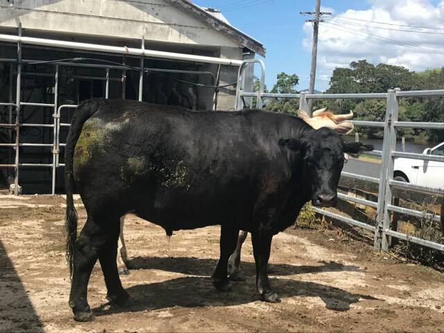 The charity bullock, donated by Darren and Bec Sutherland.