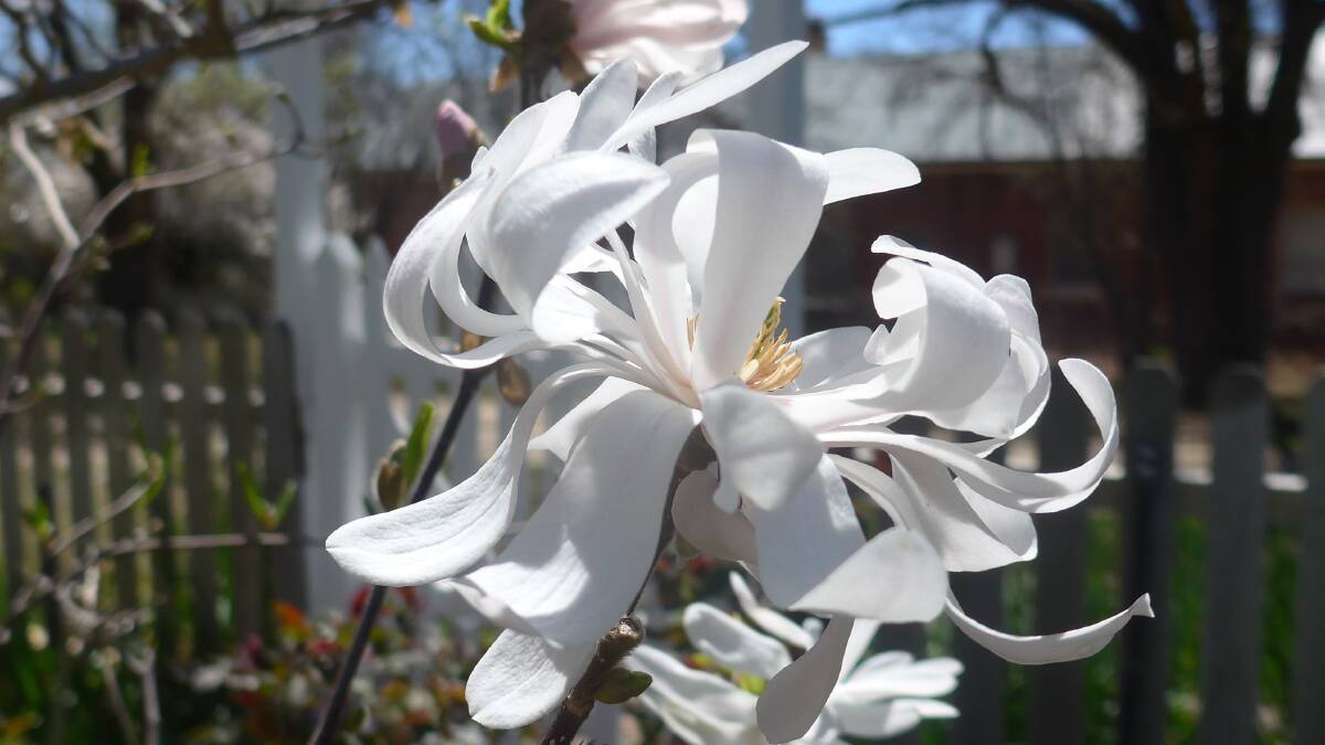 Magnolia stellata flowers in early spring and can be propagated by layers pegged down during the summer months and kept damp.
