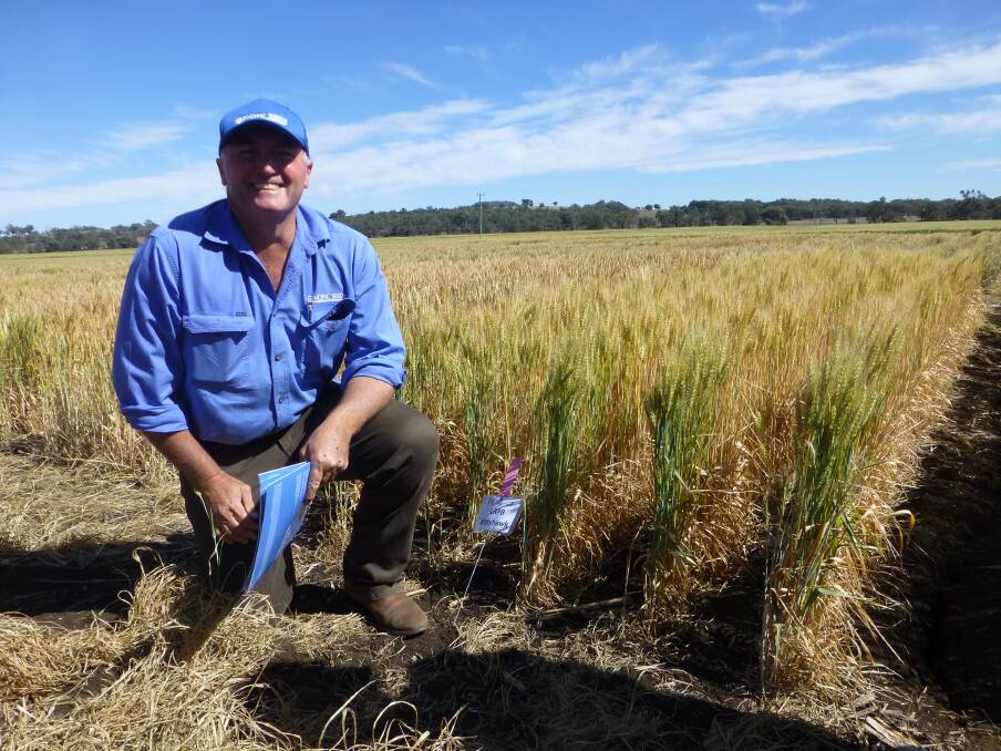 Tony McCumstie, Pacific Seeds, Liverpool Plains and Hunter region, checking Kittyhawk winter wheat variety at the spring 2017 Coolah Haynes Rural Supplies field day. 
