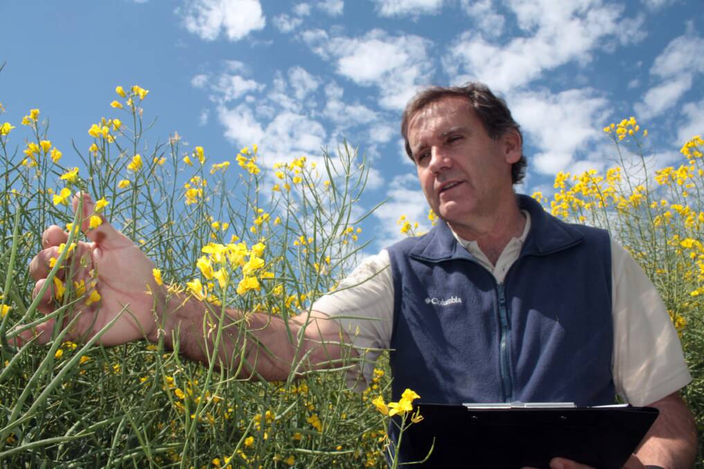 NSW DPI researcher Tony Napier said varietal selection and strategic agronomic management were key to higher yielding irrigated canola. 